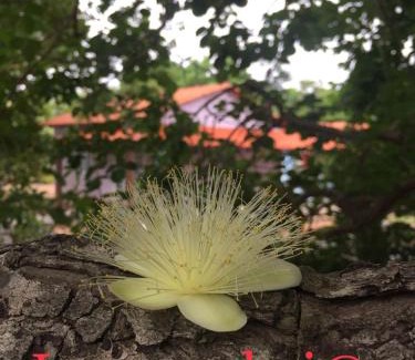Mambai Cabin | Pet-Friendly Comfort at Mambaí Inn with Family Amenities