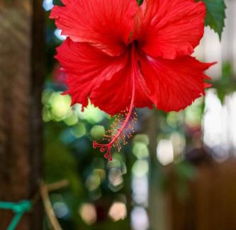 Floresta Velha Hotel | Inviting Pousada Leão Marinho: Family-Friendly with Breakfast