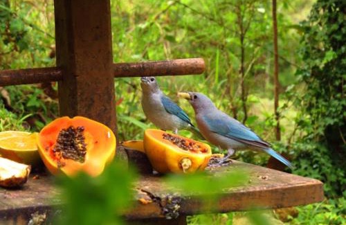 Maromba Hotel | Pet-Friendly Pousada Moriá: Pool, Hot Tub & Top Reviews