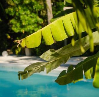 Icarai de Amontada Hotel | Experience Oceanfront Bliss at Pousada Pais Tropical