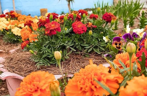 Bom Jardim da Serra Hotel | Pet-Friendly Pousada Rota da Kombi with Family Amenities