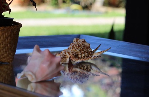 Toninhas Hotel | Pet-Friendly Pousada Ubatuba Paradise with Ocean Views
