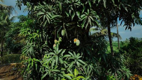 Talala House | Prashiv farm stay
