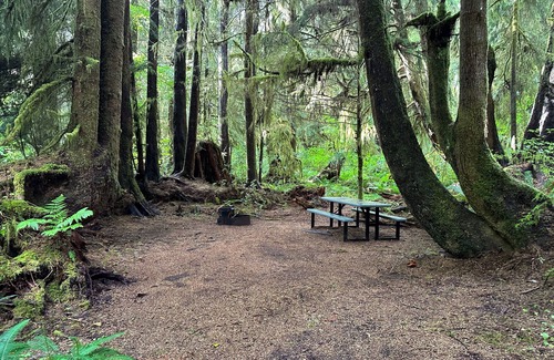 Forks RV Rental | Discover Primitive Tent Site #3 in a Serene Forest Setting