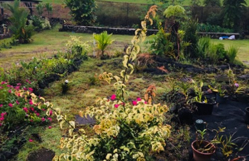Hilo Apartment | Guest Rated: Puakenikeni Hilo Hale with Scenic Ocean Views