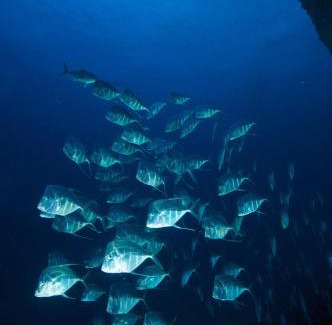 Tamiahua Hotel | Guest Rated 10/10 at Puerto Lobos Dive Camp with Pool
