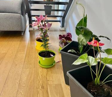 Rosario Apartment | Discover Puerto Norte: Pet-Friendly Hotel with Hot Tub
