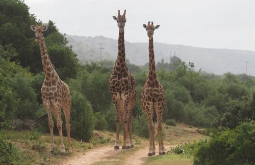 Paterson Cabin | Nature Retreat at Pure Nature Familodge with Family Amenities