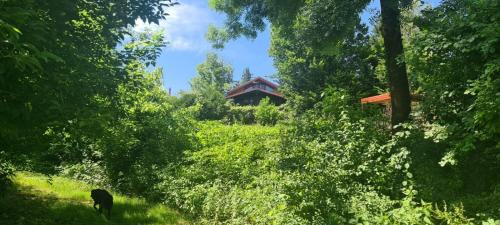 Lasinja House | Discover the Queen Bee's Nest: Family & Pet-Friendly Retreat