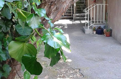 Elmwood Apartment | Cozy 1 Bedroom Near UC Berkeley with Pool & Breakfast