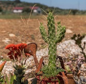 Estremoz House | Relax at Quinta do Mocho: Oceanfront Family Retreat