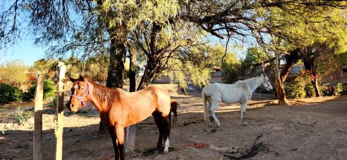 San Francisco de los Romos Other | Quinta El Cocula camping, cabañas y eventos
