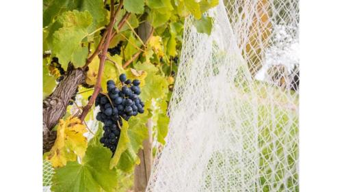 Lake George House | Discover Rae at Lake George Winery: Pet-Friendly Retreat