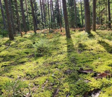 Alytus county House | Relaxing Retreat in the Forest with Cedar Sauna & Hot Tub