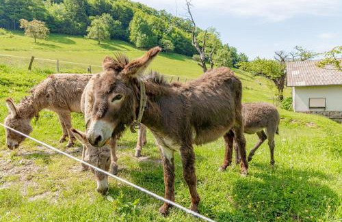 Rogaska Slatina Ski Chalet | Relaxing Ranch Stojnšek House with Sauna - Guest Rated 10/10
