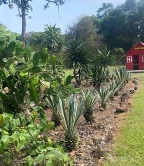 Amatlan de los Reyes House | Discover Rancho 3 Marias: Pet-Friendly Fun for Families