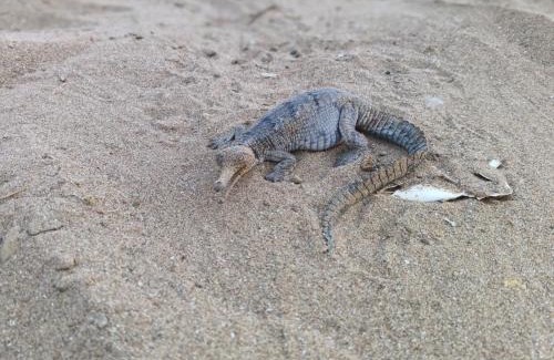 Sawai Madhopur Other | Experience Nature at Ranthambore Camp Resort with Pool