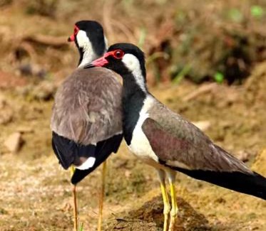Sawai Madhopur Other | Experience Nature at Ranthambore Camp Resort with Pool