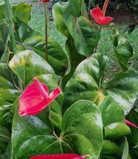 Ribeirao Pires House | Explore Recanto do Aconchego: Pet-Friendly Retreat