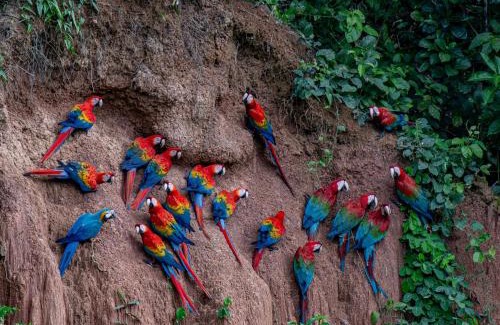 Tambopata Cabin | Explore Refugio Amazonas Lodge: Spa & Family-Friendly Retreat