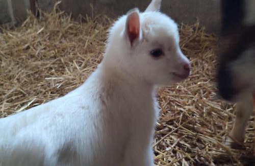 Monclar-de-Quercy Bed & Breakfast | Experience Oceanfront Bliss at Relais de la Poste Hotel