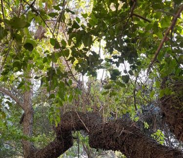 Constitucion Cabin | Discover Reserva los Bollenes: Family-Friendly Retreat