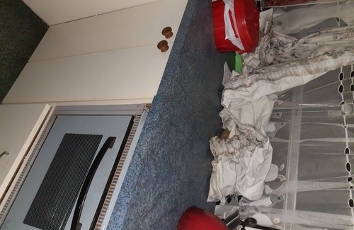 Waikanae House | Quaint Retro Housebus: Budget-Friendly Getaway with Kitchen