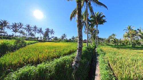 Tetebatu House | Rice Field inn - Lombok