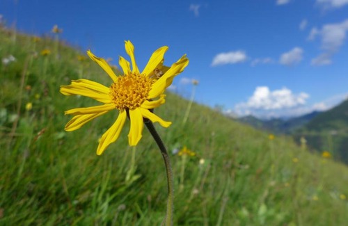Tannheim Apartment | Rief Ingrid und Hubert: Family-Friendly Retreat, Rated 9.1