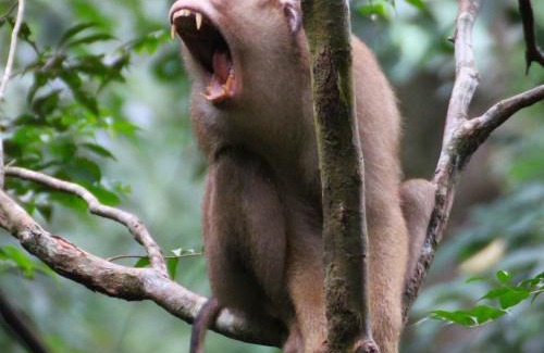 Bohorok Villa | Explore Rinte Green Village with Jungle Trekking Adventures