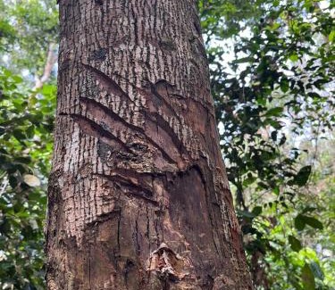 Bohorok Villa | Explore Rinte Green Village with Jungle Trekking Adventures