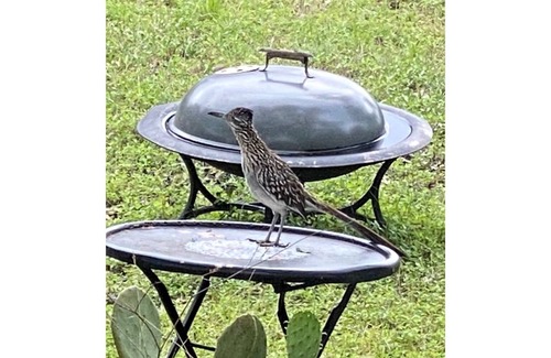 Wimberley Cabin | Pet Friendly Roadrunner Crossing: Guest Rated 10/10 Stay
