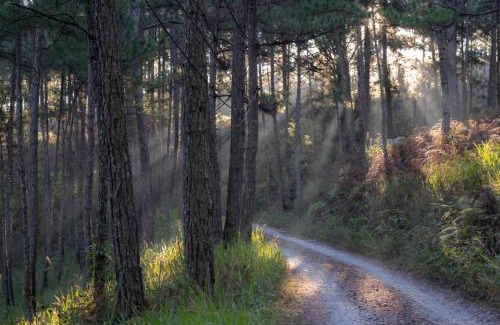 Da Lat Ski Chalet | Enchanting Retreat on Pine Hill in Dalat - Guest Rated 9.5