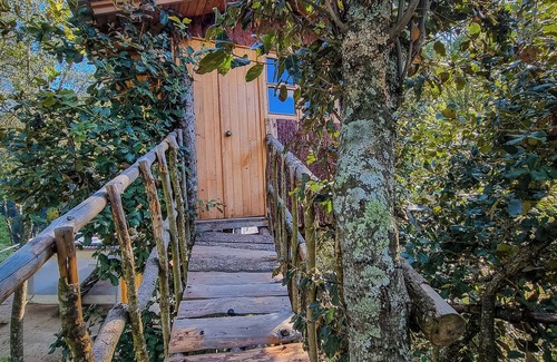 Mineral del Chico Cabin | Romantic treehouse with forest view and extensive green areas