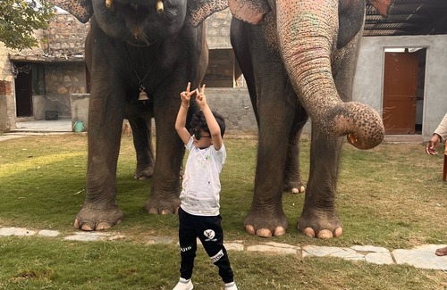 Pink City Villa | Room 2 - You can spend time with elephants by going close them