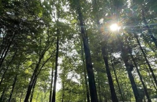 Chaplin RV Rental | Budget-Friendly Rooted Escapes Primitive Site #4 for Families
