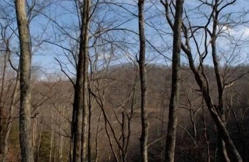 Maggie Valley Cabin | Roughin'it Cabin, Creek & Winter View, Pond, Atv Riding, Pets, Wifi, Secluded