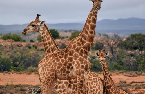 Wolwefontein Cabin | Experience Royal Karoo Safari Lodge: Rated 10/10 with Pool