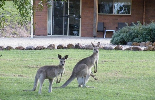 Rubyvale Hotel | Elegant Rubyvale Motel & Holiday Units - Adults Only Retreat