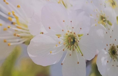 Klagenfurt am Woerthersee Apartment | Relaxing Retreat at Ruhe am Wald near Wörthersee