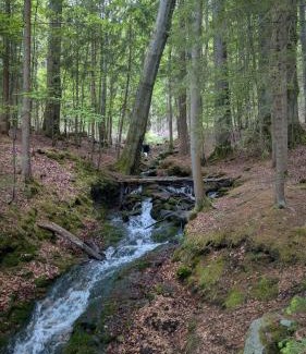 Eibenstock Apartment | Ruheort mitten im Wald