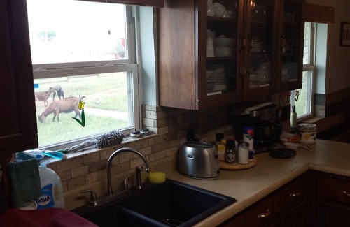 Dublin Bed & Breakfast | Guest Rated 10/10: Murphy's Rural Oasis with Breakfast