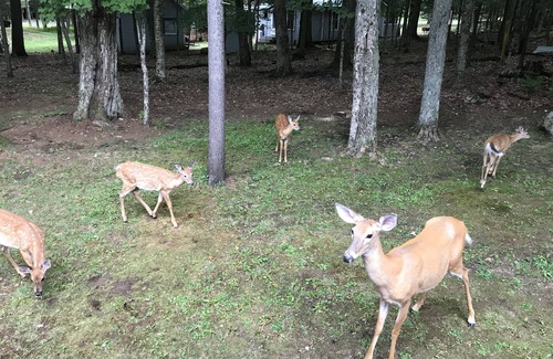 Old Forge Cabin | Cozy Cabin Retreat on McCauley Mountain, Steps from Old Forge