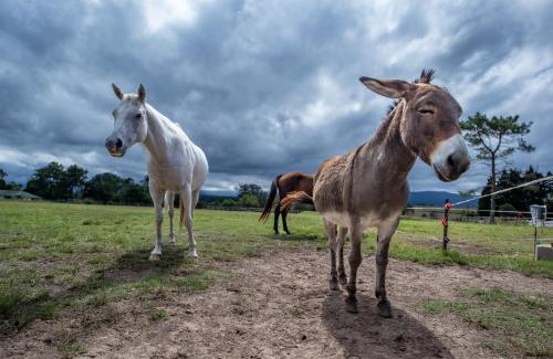 Rheenendal House | Rustic Reins