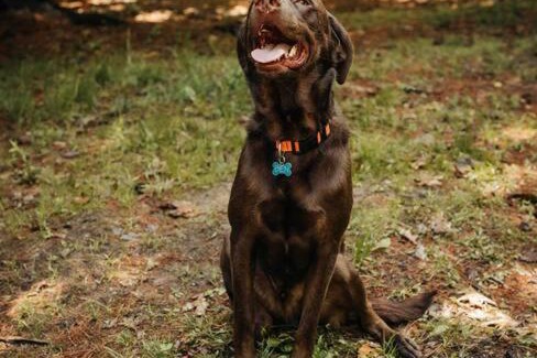 Penn Yan House | Rustic Ridge: Pet-Friendly Retreat with Breakfast Included