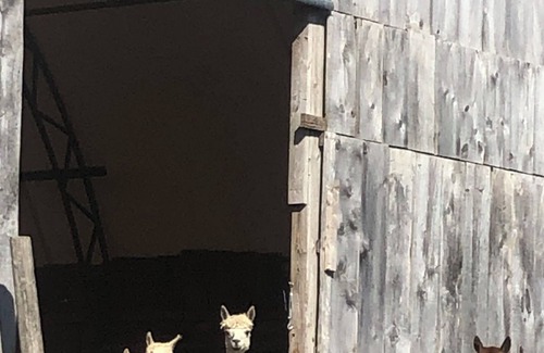 Adelaide Metcalfe Apartment | Rustic Stay on our Alpaca Farm, close to Grand Bend!