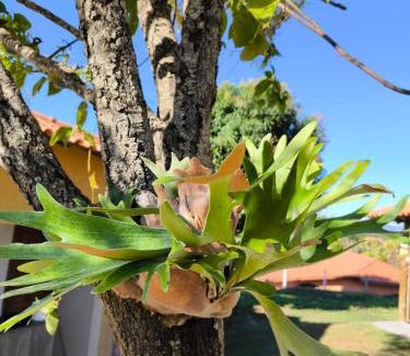 Taquaracu de Minas House | Discover Sítio Jaboticatubas: Family-Friendly Retreat