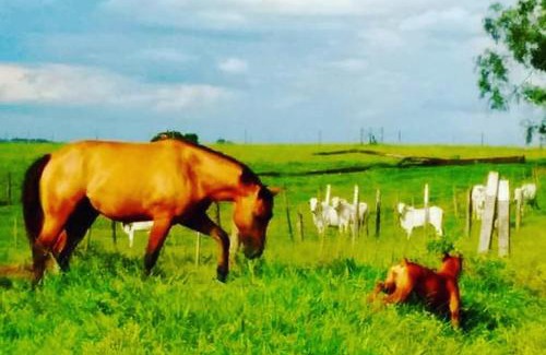 Murutinga do Sul House | Discover Sítio Santo Reis: Family-Friendly Retreat Awaits