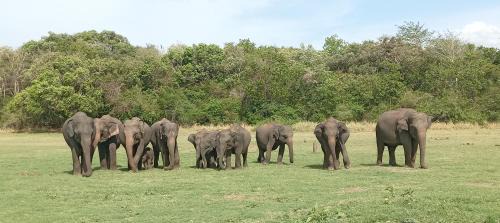 Hingurakgoda Other | Safari with Asanka