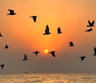 Salmiya Villa | Salmiya Villa in salem almubarak street